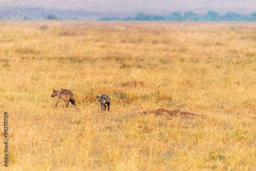 Telephoto of a Spotted Hyena - Crocuta crocuta- scavenging in the bushes of the Serengeti, Tanzania