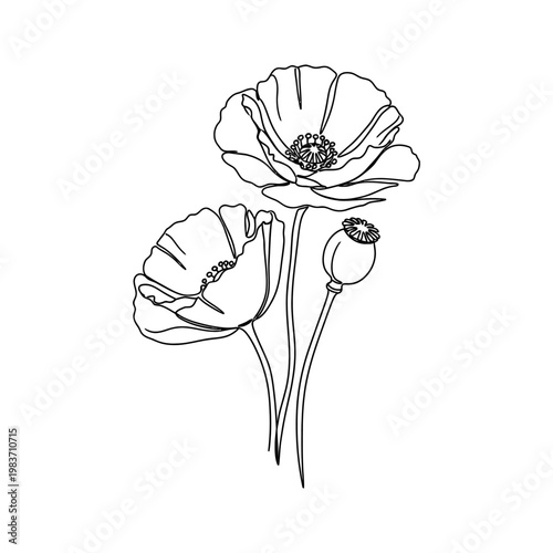 delicate black and white line art illustration of poppy flowers and seed pod