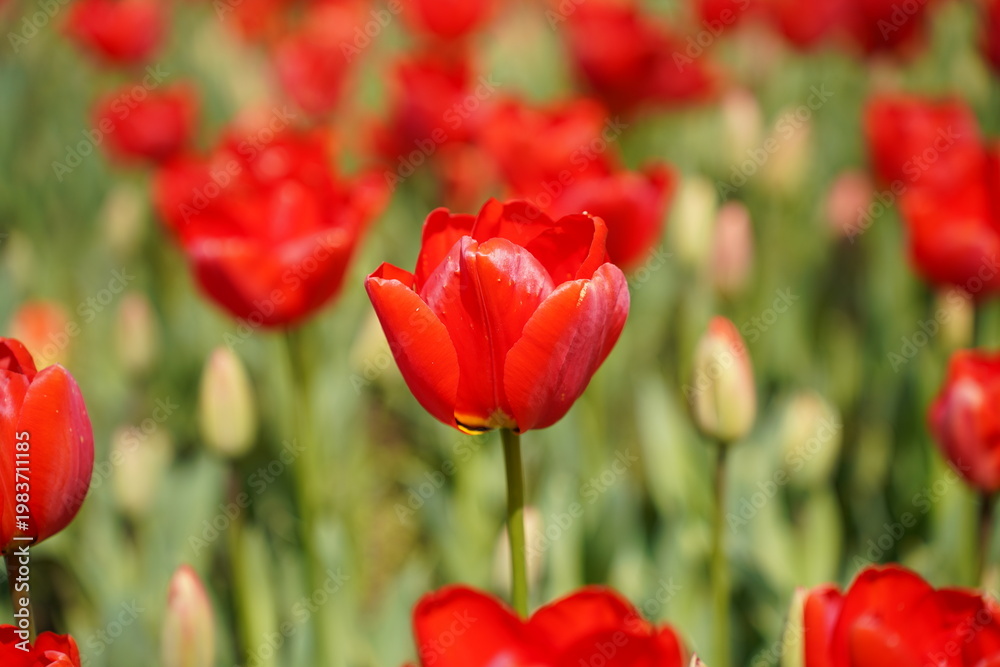 Obraz premium Vibrant Red Tulip Field in Bloom With Fresh Spring Garden Flowers and Green Leaves