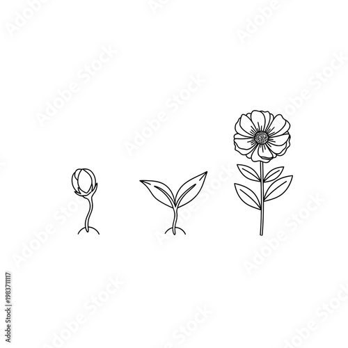 seed to flower growth stages germination seedling and blooming plant