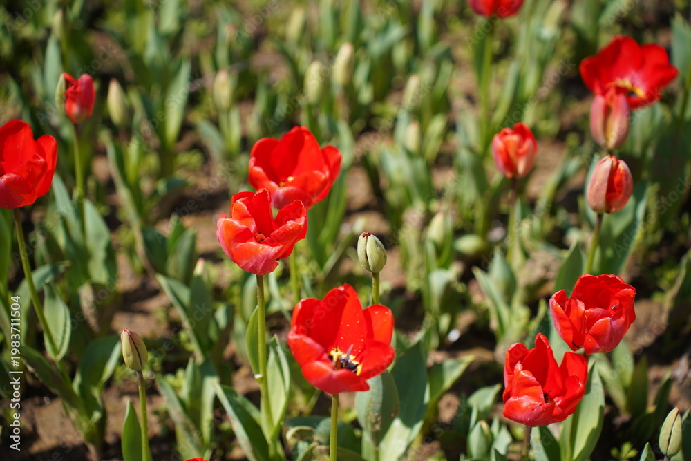 Fototapeta premium Vibrant Red Tulip Field in Bloom With Fresh Spring Garden Flowers and Green Leaves