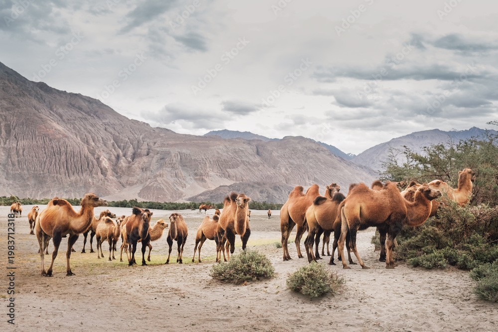 Obraz premium herd of bactrian camels grazing in scenic nubra valley with mountains in background as concept of ladakh tourism high altitude desert landscape and unique wildlife of northern india himalayas