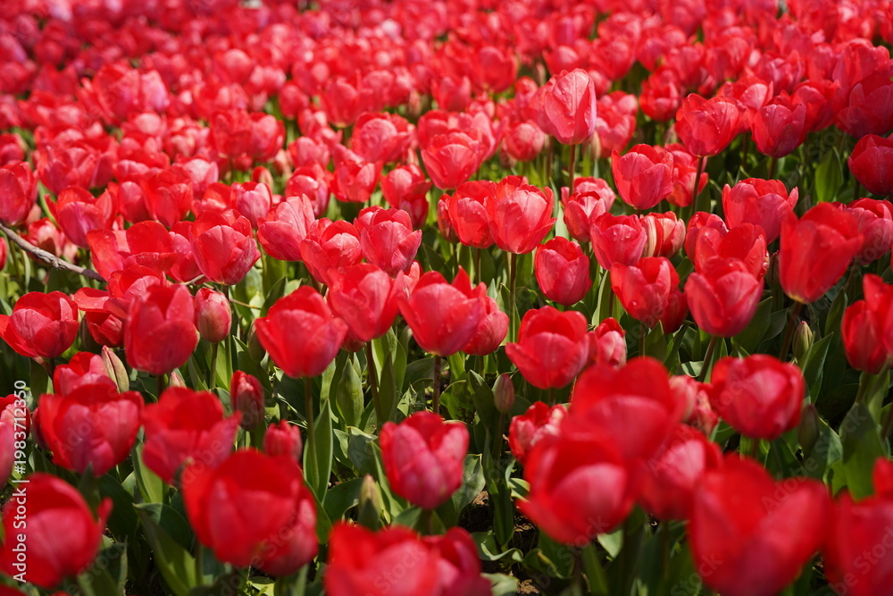 Fototapeta premium Vibrant Red Tulip Field in Bloom With Fresh Spring Garden Flowers and Green Leaves