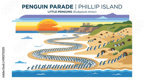 Little penguins parade along Phillip Island beach at sunset in a scenic natural setting