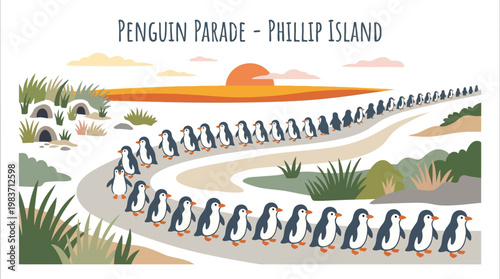 Penguin parade at Phillip Island with a stunning sunset background