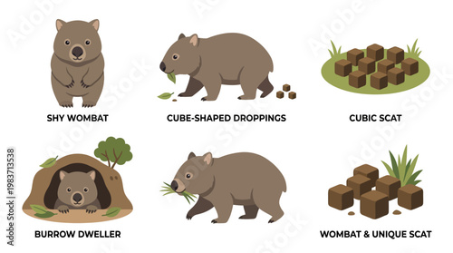 Wombat characteristics and behaviors illustrated with cartoon depictions