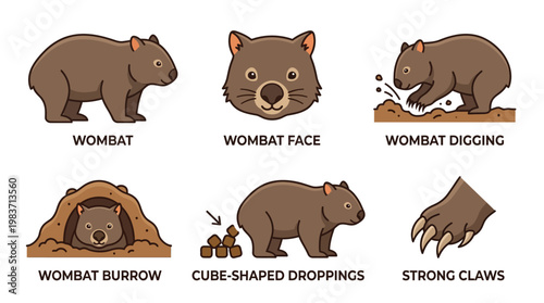 Wombat animal characteristics and behaviors illustrated in cartoon style