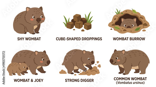 Cute wombat cartoon illustrations with characteristics and features
