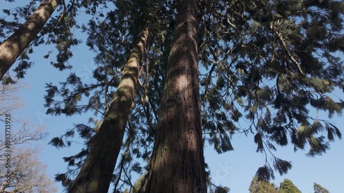 Tall Evergreen Trees from Below Against Blue Sky