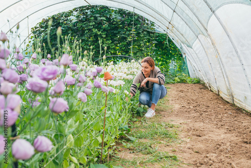 Smiling woman florist crouching in a greenhouse polytunnel tending to rows of blooming eustoma as concept of sustainable flower farming and happy small business entrepreneur at local flower farm