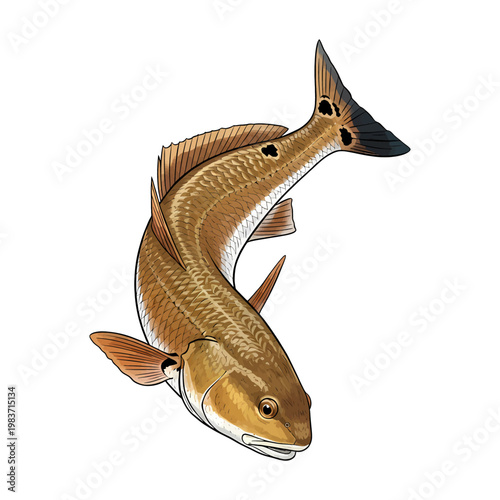 Redfish red drum fish vector illustration in a vintage style,