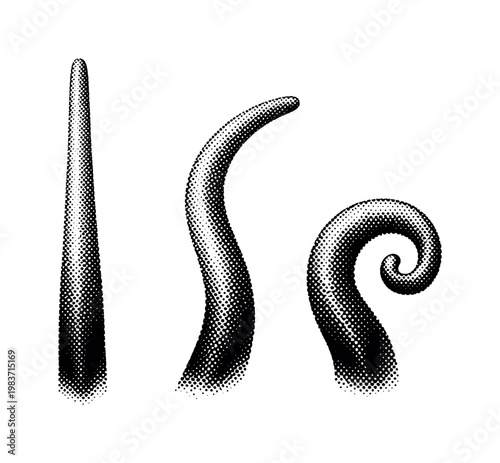 Sea anemone single tentacle, elongated flexible tentacle shown straight, gently curved, and tightly curved positions as three views with natural thickness