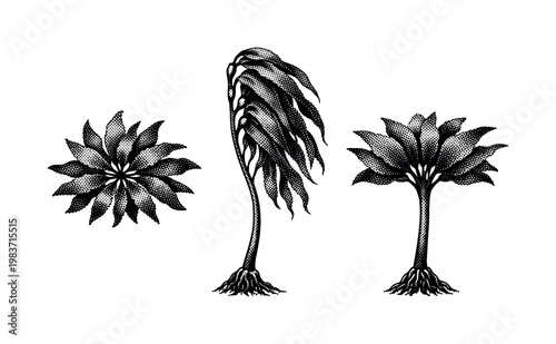 Kelp forest kelp plant anatomy A realistic kelp plant element from a kelp forest displayed as one object in three views: simplified top view, side profile