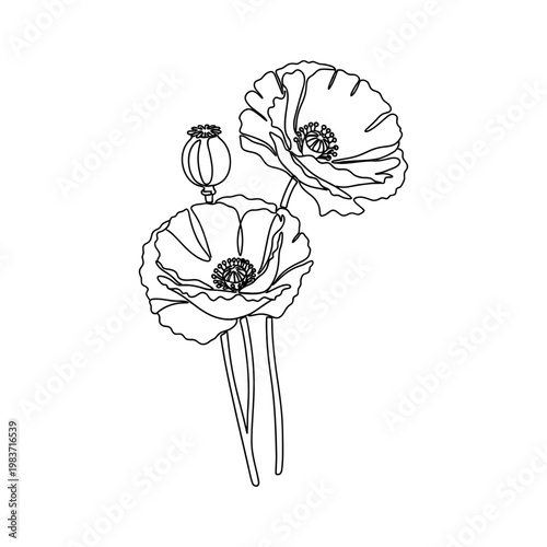 delicate poppy flowers and seed pod minimalist outline drawing