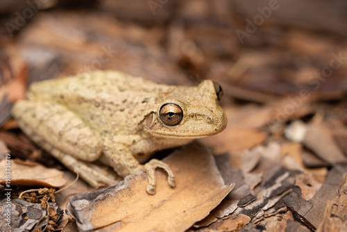Cuban tree frog