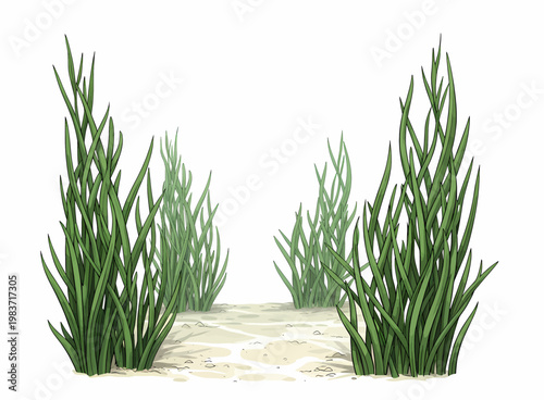 Green seagrass patches on sandy seabed isolated on white background