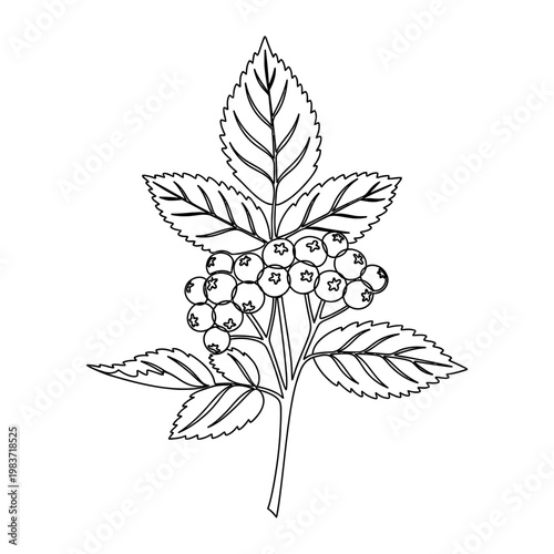 branch with rowan berries and serrated leaves black and white outline drawing