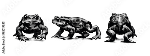 Common toad walking motion A realistic common toad captured mid-walk as a single object shown in three views: front walking view, side walking profile, and