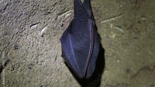 Black bat hanging from cave ceiling inside dark rocky underground wildlife habitat. Nocturnal mammal roosts quietly on stone cavern wall showing natural cavern life.
