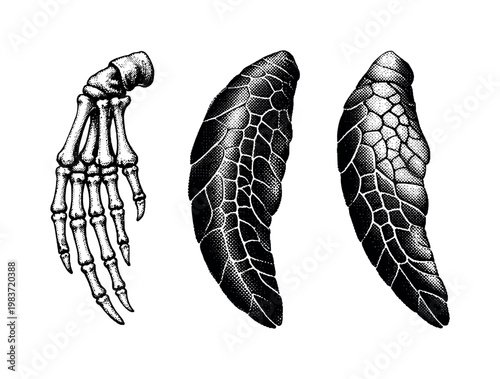 Tying Shoelaces Before a Run. Minimalistic set one-line drawing [person bending to tie shoe, sneaker side view, shoelace bow knot, loose laces, running shoe