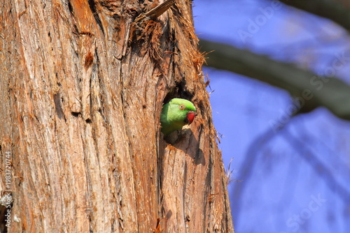 巣穴から顔を出すワカケホンセイインコ（雌）