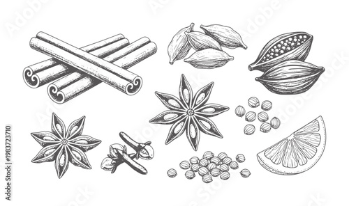 Hand drawn collection of aromatic spices and citrus slice cinnamon star anise cardamom