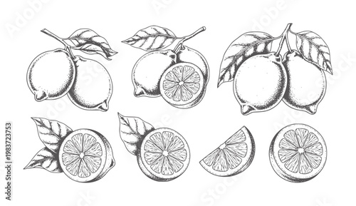 Hand drawn lemons and slices with leaves in stippling style citrus fruit whole