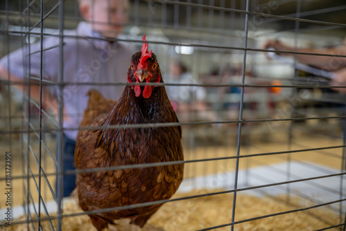 Canvastavla poultry showmanship at the fair