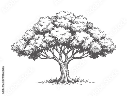 Of a deciduous tree with dense foliage and textured bark branches trunk