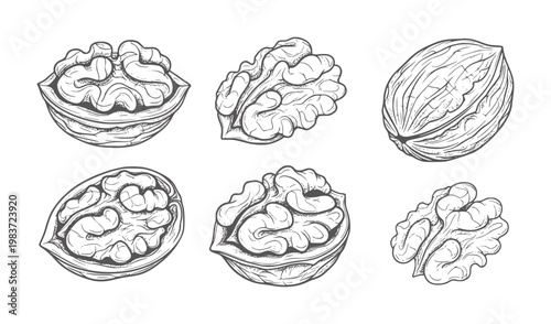 Six hand drawn walnut in a style nuts food healthy ingredient
