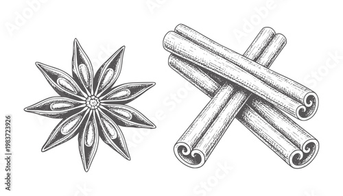 Star anise and cinnamon sticks in vintage engraving style spice