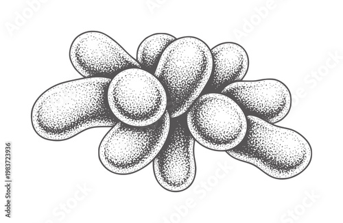 Stippled cluster of rounded organic shapes in grayscale dotwork