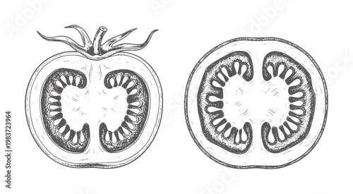 Two hand drawn tomato halves showing seeds and pulp