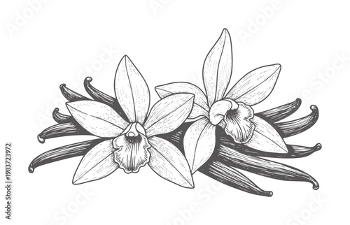Two vanilla orchids with dark vanilla beans in vintage engraving style flower spice