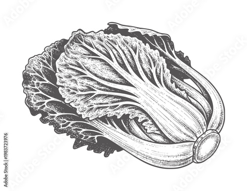 Vintage engraving of a whole napa cabbage with visible leaf texture vegetable food