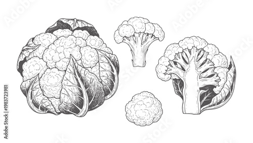 Vintage line of whole and cut cauliflower florets vegetable food engraving