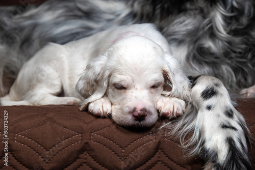 Bild auf Leinwand A little white English Setter puppy sleeps next to his mom