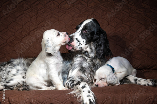Quadro su tela Adult English Setter dog with puppies