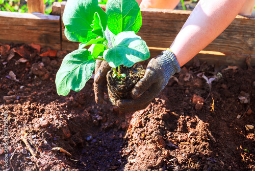 Fotografi Gardening with gardener planting young eggplant seedling in rich soil