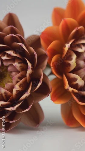 Close-up of two colorful flowers on white background