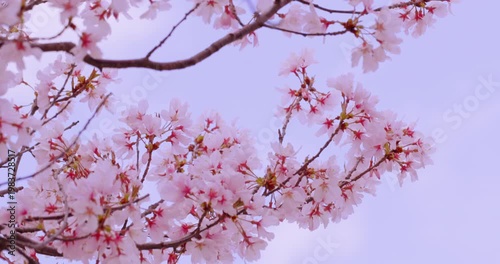 淡い青空に映える満開の桜と赤いガクのコントラスト