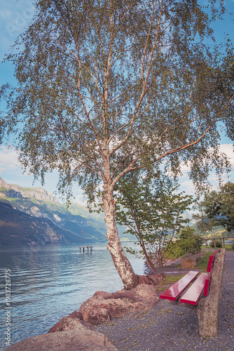 Red bench beneath birch tree at Walensee shore in Murg, Switzerland