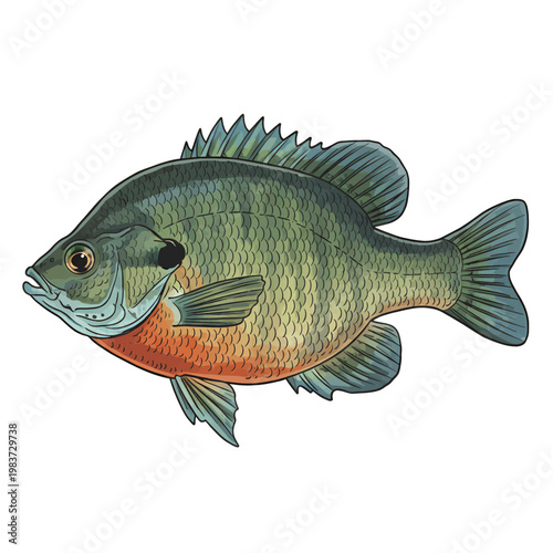 Illustration of a bluegill sunfish in a classic vintage artistic style with detailed scales and fins