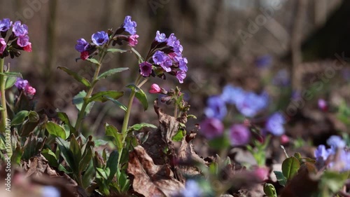 Spring flowers blooming in bright forest with cinematic bokeh