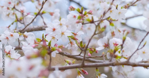 淡い青空に映える満開の桜と赤いガクのコントラスト