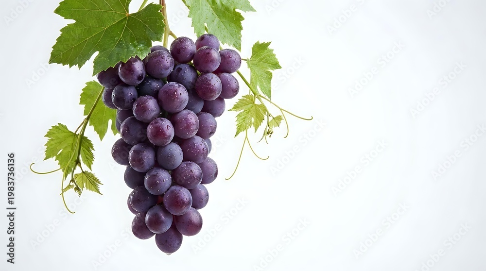 Obraz premium Fresh purple grapes cluster with green vine leaves isolated on white background for food design and healthy eating concepts.