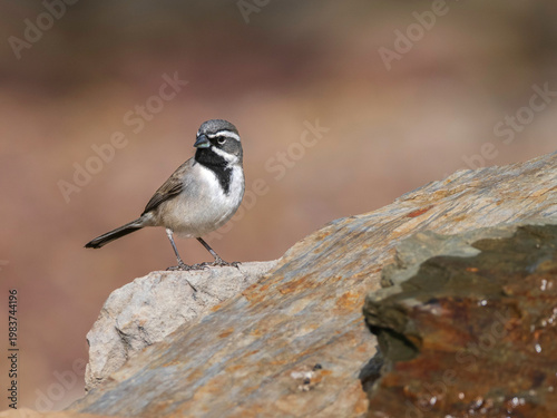 A Black-throated Sparrow in Arizona