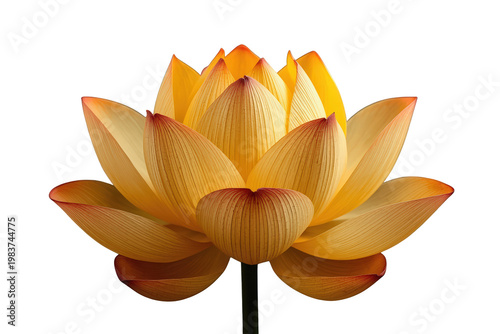 Golden orange lotus flower blooming, representing purity, spirituality, and zen, with a transparent background