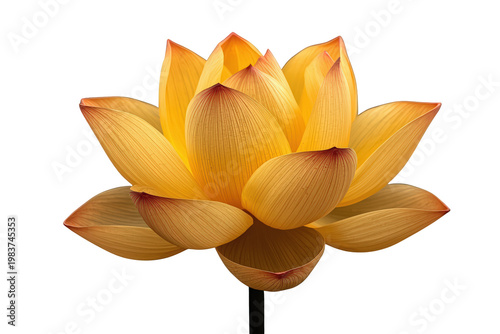 Golden lotus flower blooming, representing purity, spirituality, enlightenment, and serenity on transparent background