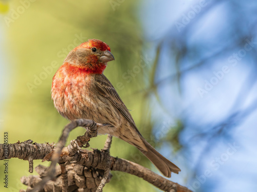 A House Finch Male showing off his color to attract a mate.
